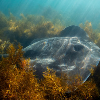 Smooth Ray (14)