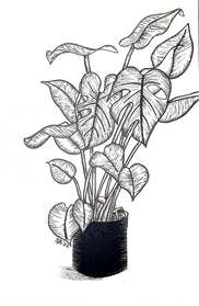 Monstera Plant drawing