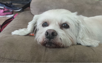 Did my dog go to heaven?