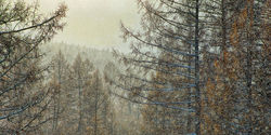 winter snow by Boldbaatar Dorjsuren