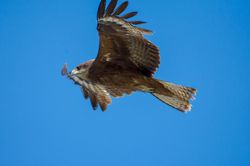 kite