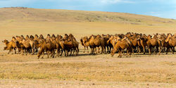 camel