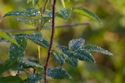 dew