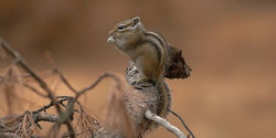 chipmunk