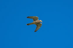 lesser kestrel