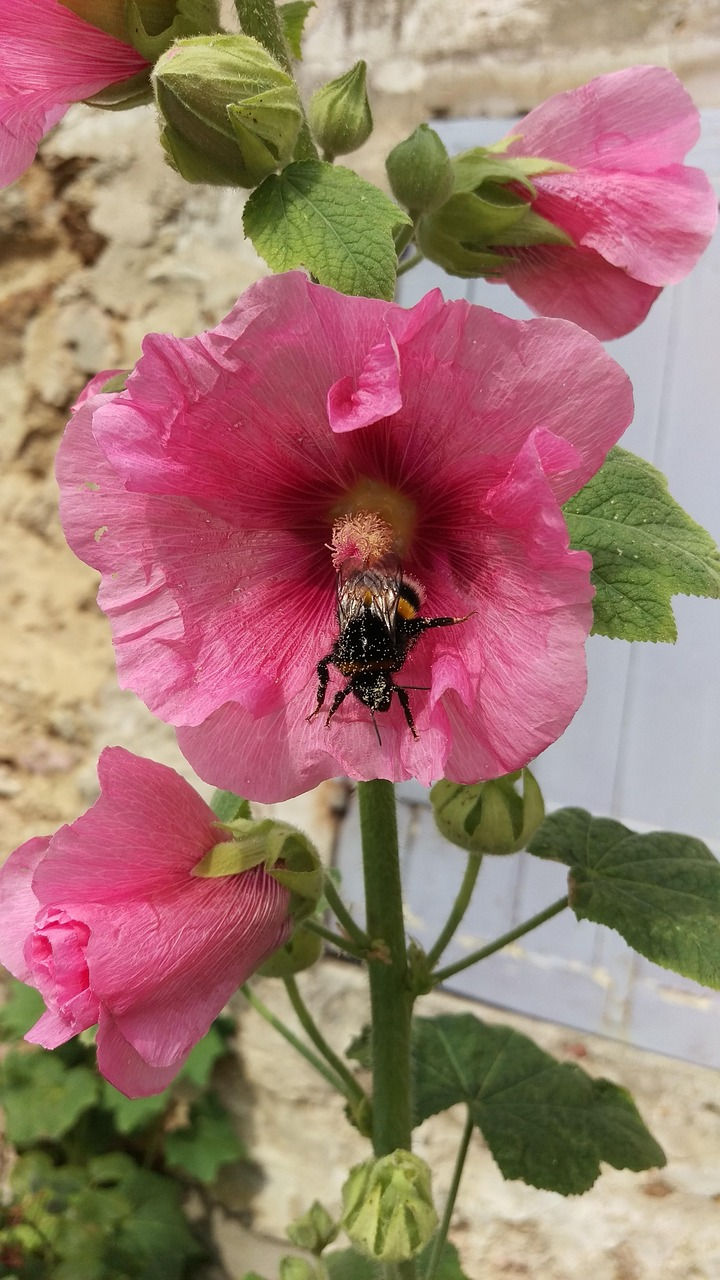 Hollyhock and Bumble Bee