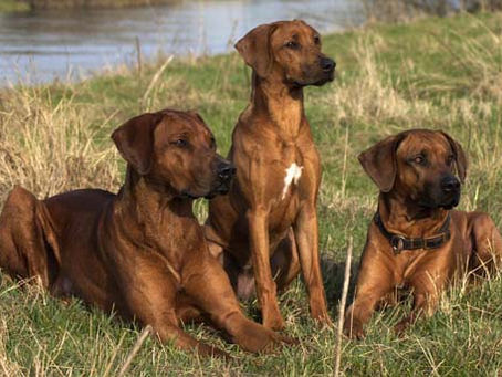 „Der Ridgeback ist weder Marathonläufer noch Sumoringer, er ist der geborene Zehnkämpfer, kraftvoll, athletisch, ausdauernd und doch schnell.“ Merkmale des Rhodesian Ridgebacks