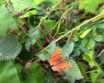 butterfly spotted at the reserve.jpg