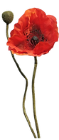 single poppy_edited.png