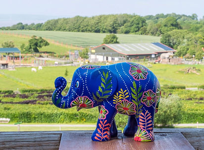 Elephant 1.JPEG