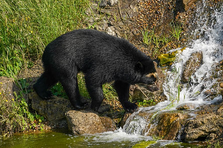 BearsJune26 (17 of 19).jpg