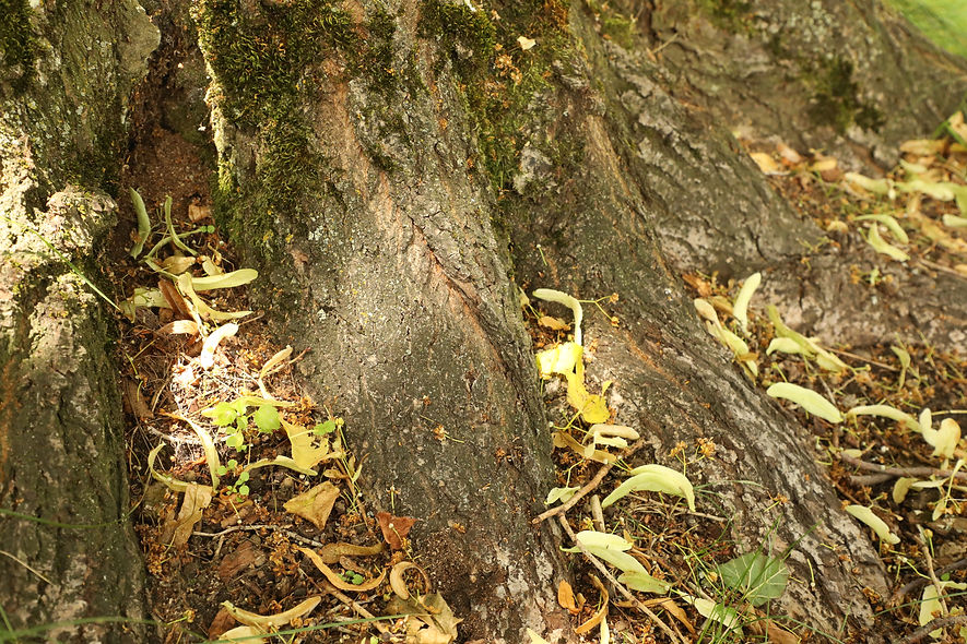 3P5A0855.JPG