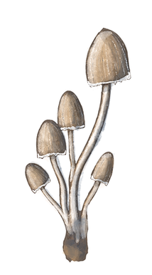 Untitled_Artwork 9.png