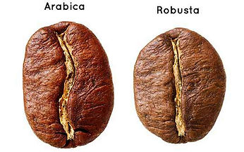 arábica x robusta