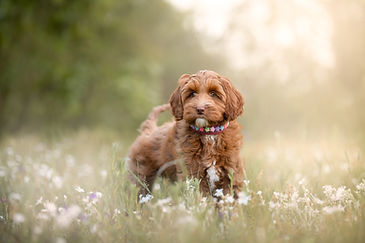 lily sofie.jpg