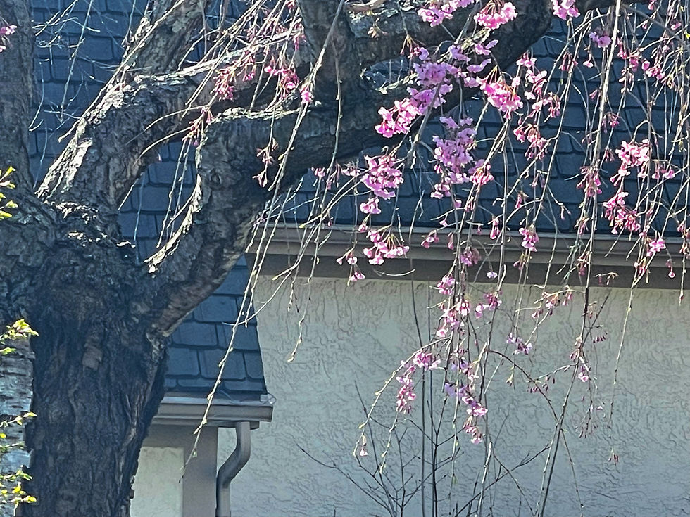 Spring cherry blossoms welcoming
