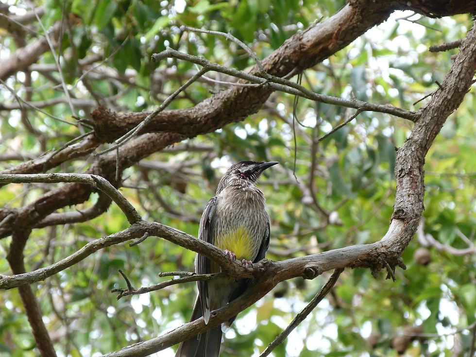 Churchlands Bushland