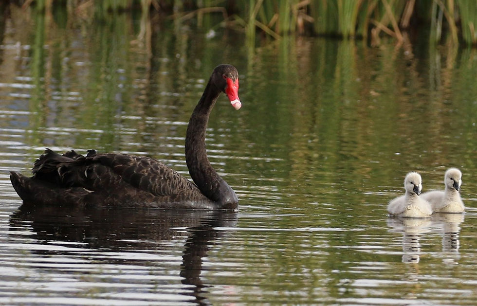Wildlife at Herdsman Lake