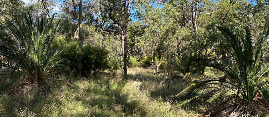 Churchlands Bushland