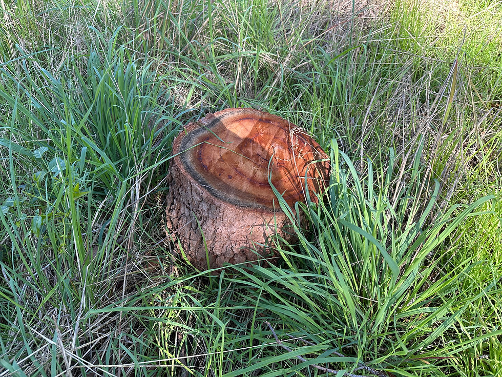Churchlands Bushland