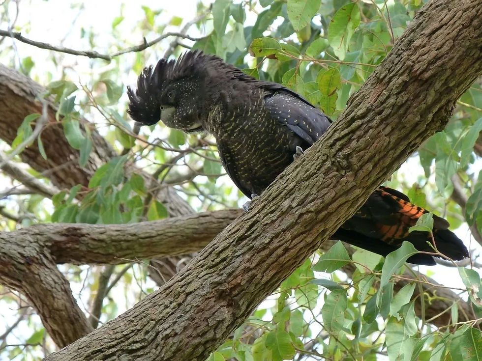 Forest Red-tailed Black-Cockatoo
