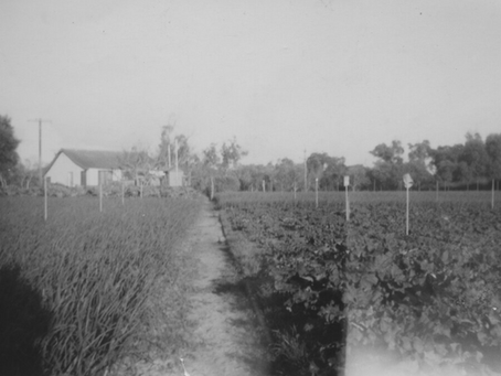 Poli Family Market Garden