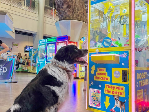 It’s Official: Dogs Are Now Permanently Welcome onto The Grand Pier!