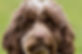 dog-photography-lessons.jpg