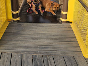 Why use a remote collar?