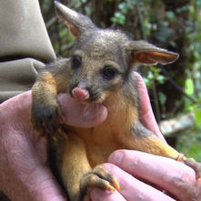 1080 New Zealand's Government Owned Business.