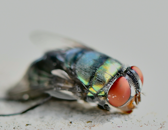 green and black fly on white surface_edi