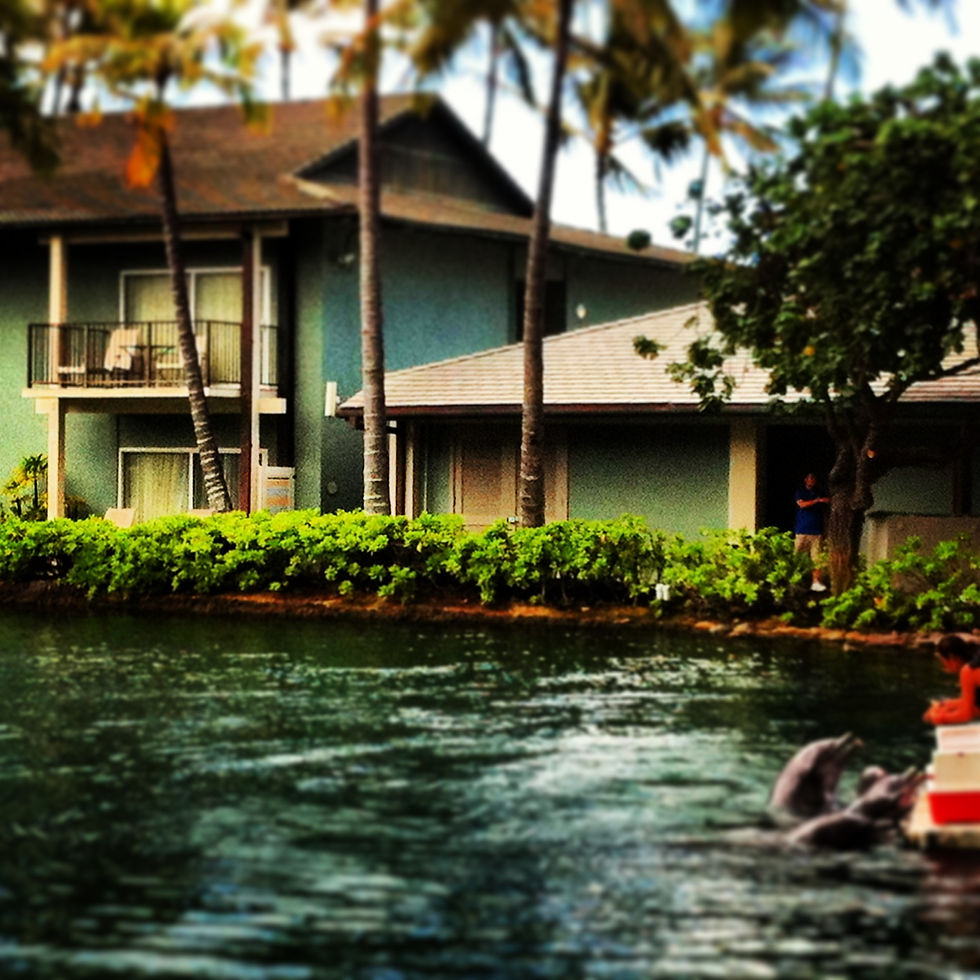hawaiidolphins.JPG