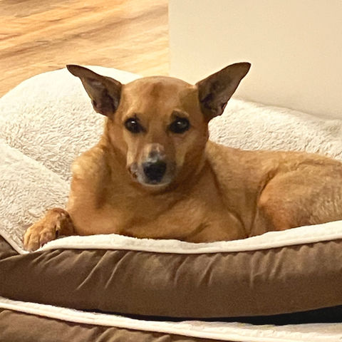 Buddy on bed