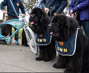 newfies