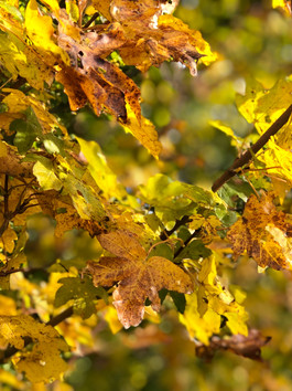 10. Autumn Shows Us How Beautiful It Is To Let Things Go