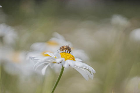 bewerkt 780-7459.jpg