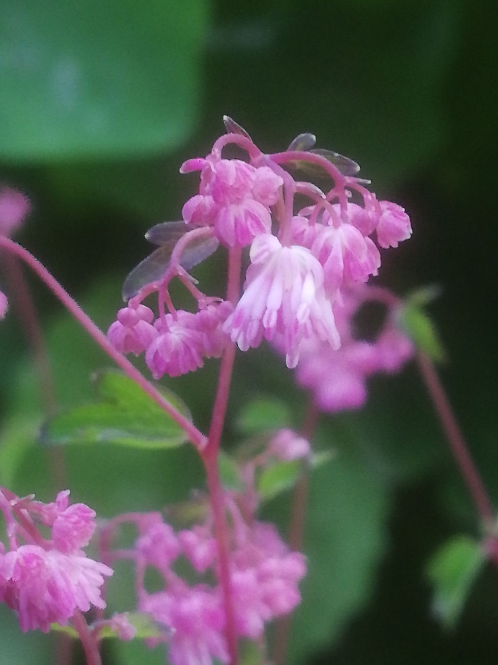 Thalictrum kiusianum