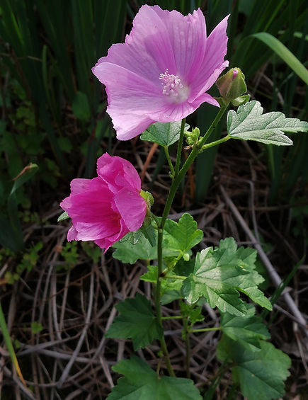 Malva alcea var.fastigiata.jpg