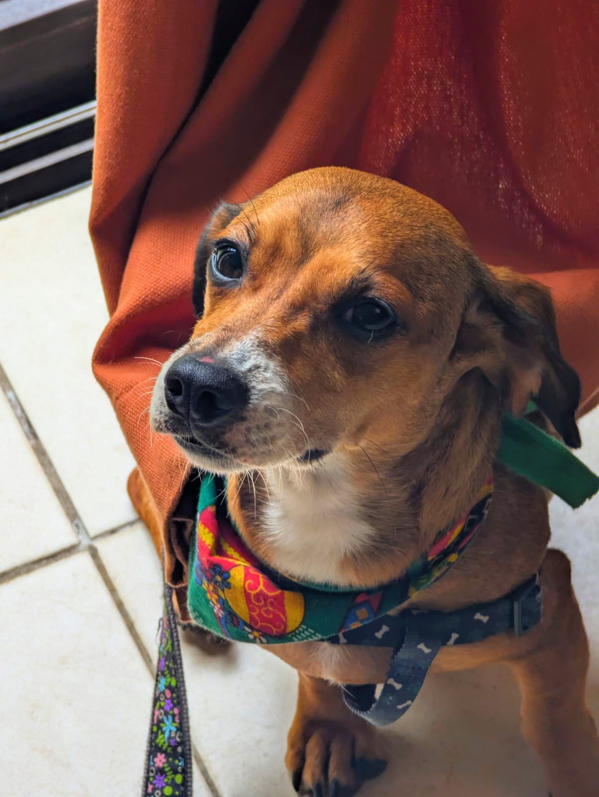 Canela