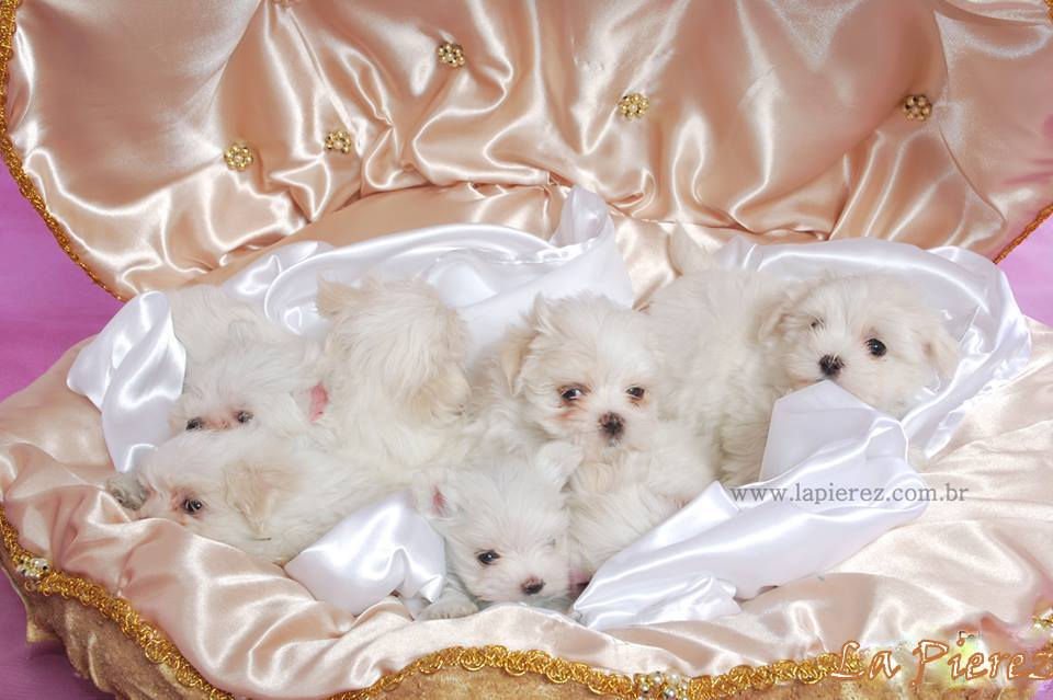 10298841_452587324844803_7166802891015555992_n