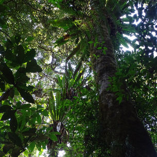 Ancient forest giants