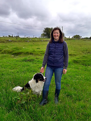 Sheepdog1.jpeg