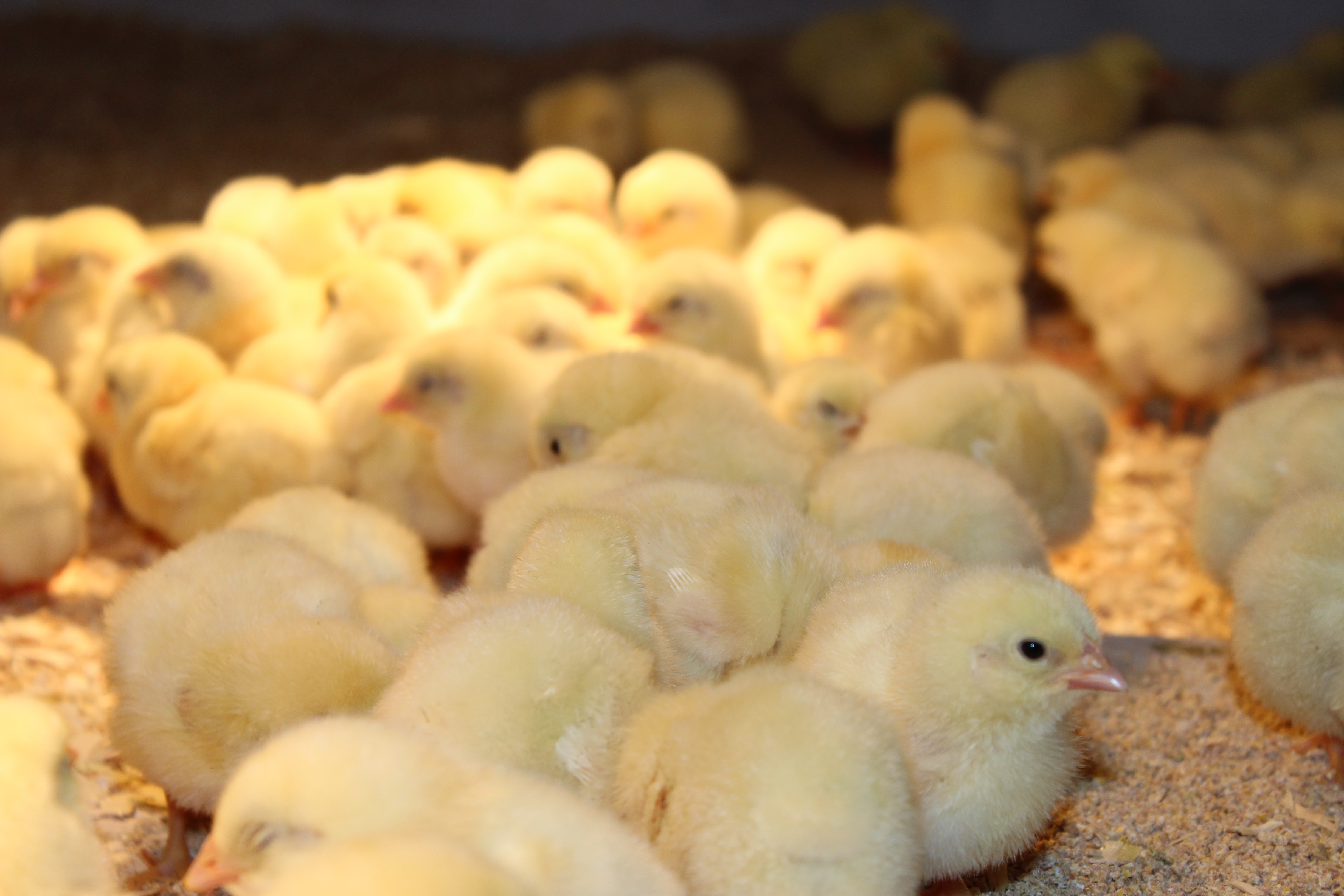 Farm to Fork Pork Chicken Eggs Vegtables Huron County