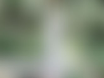 FAVORITE DRESS-HANGING-IN-A-TREE SHOT 2017