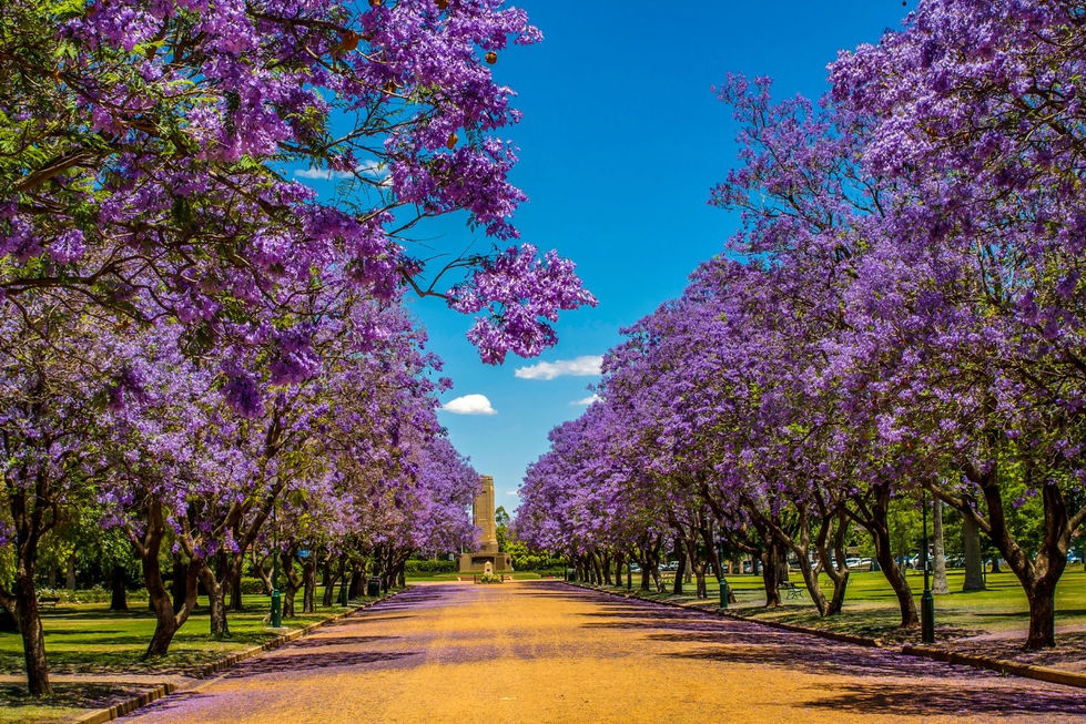 Photograph of stunning Avenue Purple Jacaranda in NSW Australia