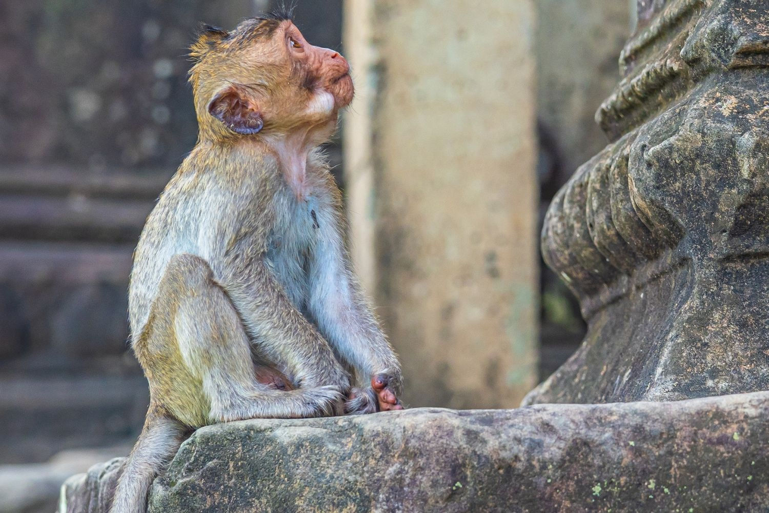 Baby Monkey Angkor Wat Cambodia, Asia