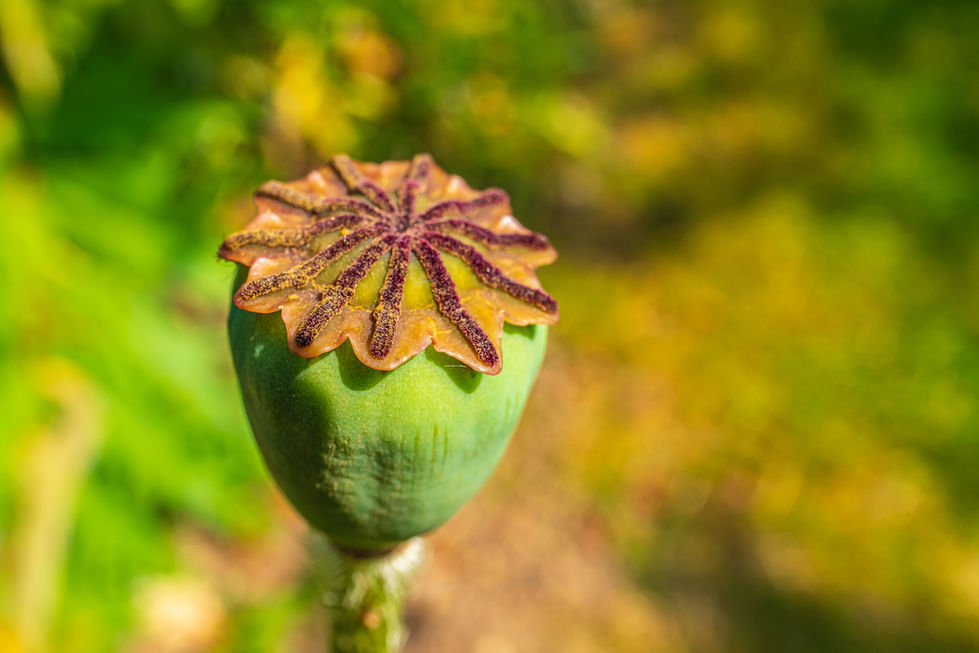 Photograph Poppy Seed Pod close up England