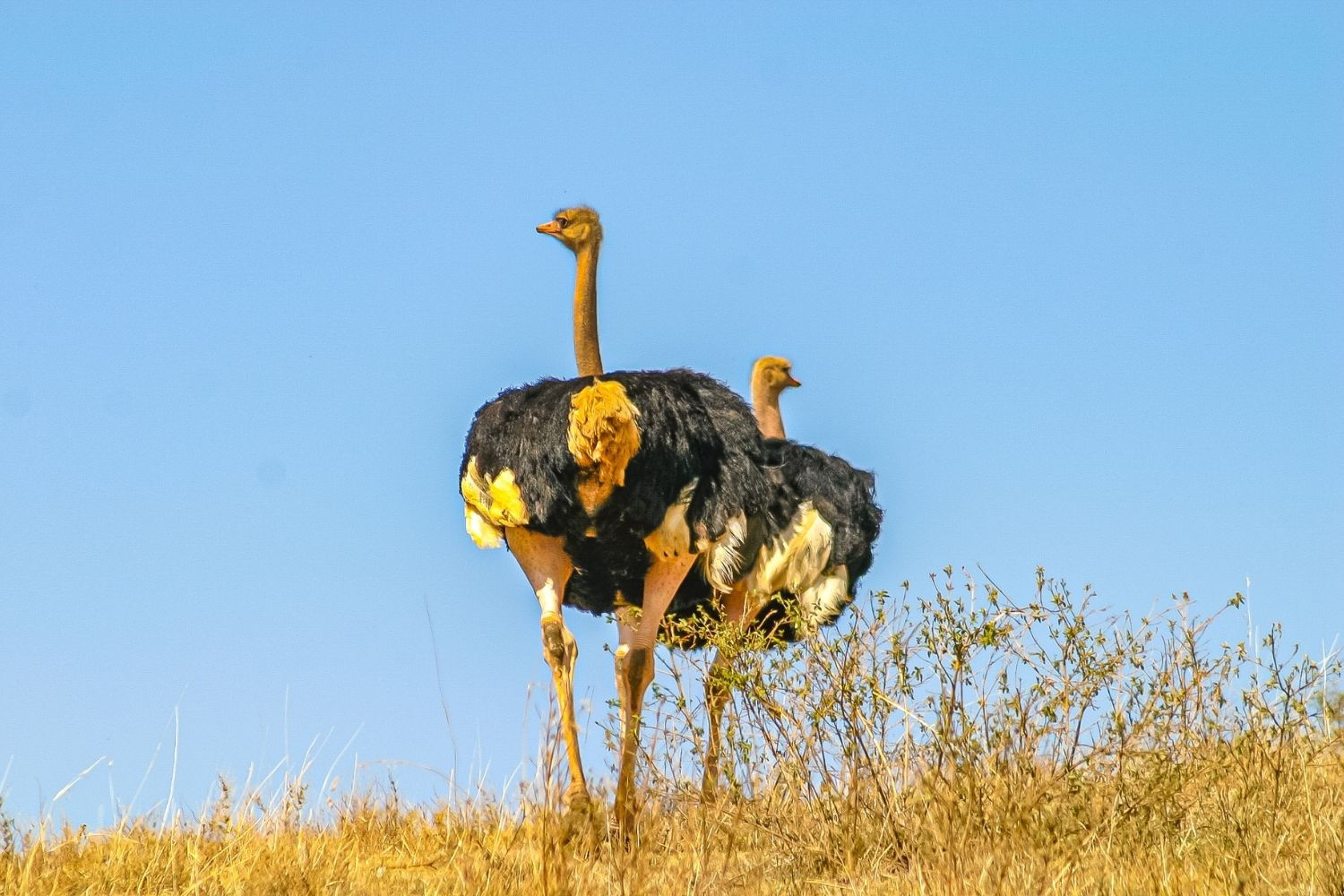 Ostrich  on the Serengeti Tanzania, Photo Download