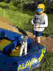 cachorro bote