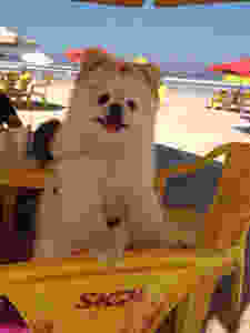 boo praia pet frienldy